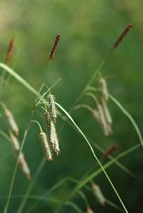 Seersucker Sedge, Plantainleaf Sedge /
Carex plantaginea